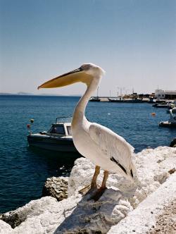 Astypalea hotels: Astypalaia accommodation